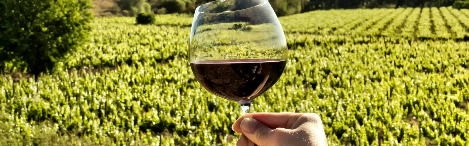 Vino tinto en copa en viñedo en verano, paisaje natural y relajante.