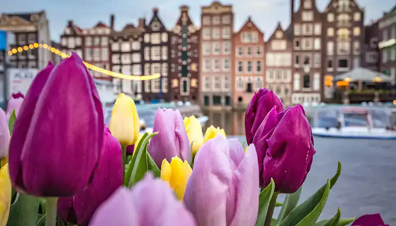 Bright tulips in front of colorful European-style buildings along a canal.