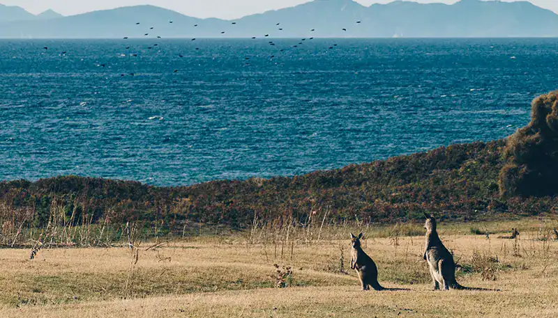 Kangaroos resting on grassland with ocean in background, Australia.