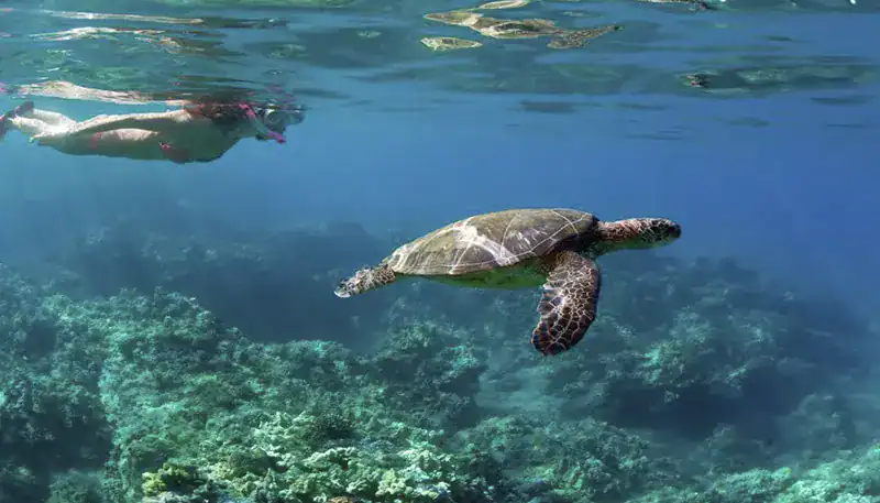 Nadando con tortuga marina en aguas cristalinas, un hermoso ejemplo de vida marina y conservación en.