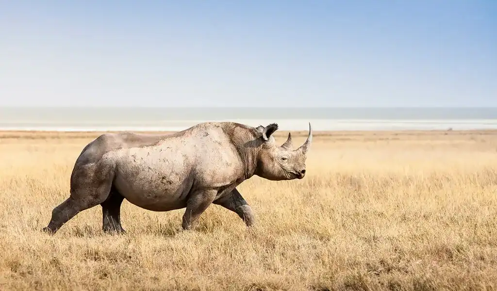 Rhino walking across a grassy plain under a clear blue sky.