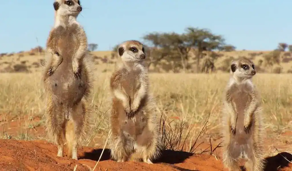 Meerkats standing upright in the savannah landscape.