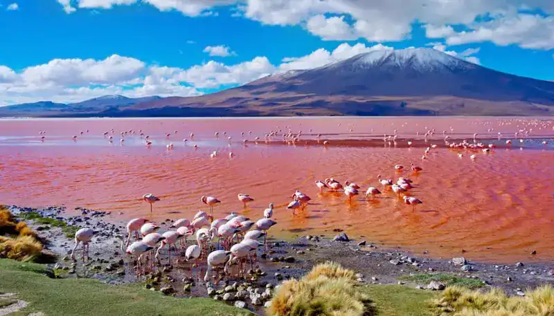 Laguna rosa con flamencos en el volcán Licancabur, Bolivia, paisaje único y espectacular.