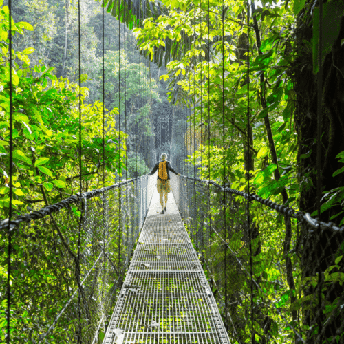 Puente colgante en la selva tropical con vegetación exuberante y una persona caminando.