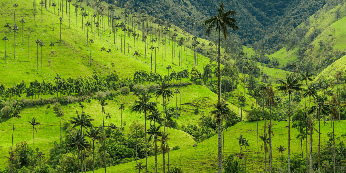 Caminos rurales en un paisaje montañoso con palmeras y vegetación verde.