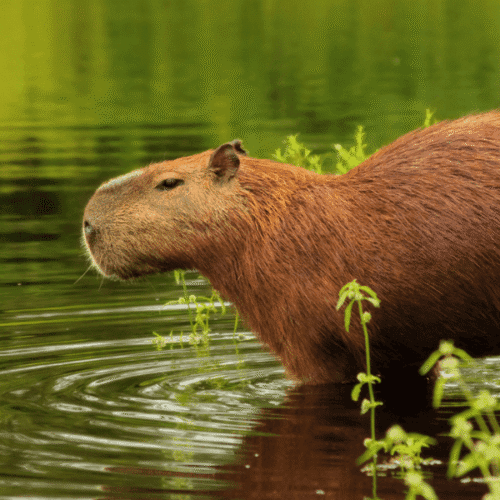 Una nutria nadando en un río con vegetación verde en el fondo.