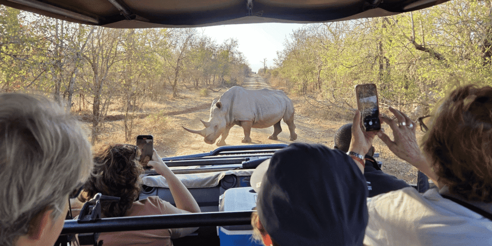 Rinoceronte en safari desde un vehículo en la naturaleza.