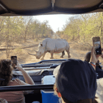 Rinoceronte en safari desde un vehículo en la naturaleza.