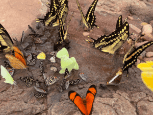 Mariposas de diferentes colores y especies en un charco, disfrutando del agua en un entorno natural.