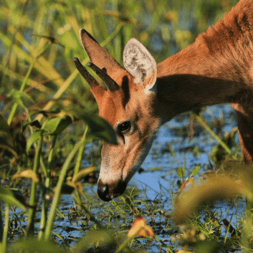 Puma en la naturaleza bebiendo agua en un río rodeado de vegetación.
