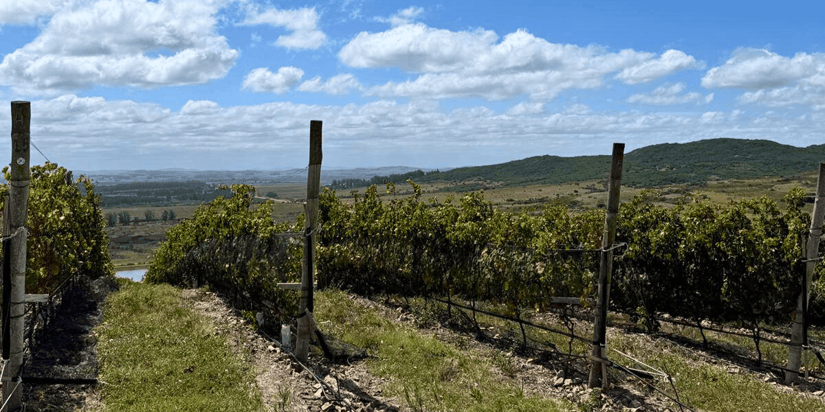 Vineyard landscape with rolling hills and blue sky in Uruguay, ideal for wine tourism and viticultur.