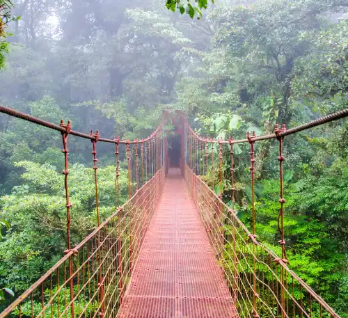Suspension bridge over lush green rainforest in a tropical jungle setting.