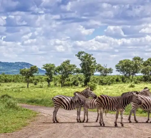 Cebras en la sabana africana bajo un cielo nublado, paisaje natural y salvaje.